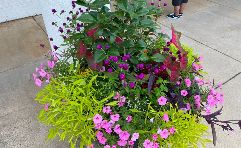 Vibrant Commercial Seasonal Planter Display