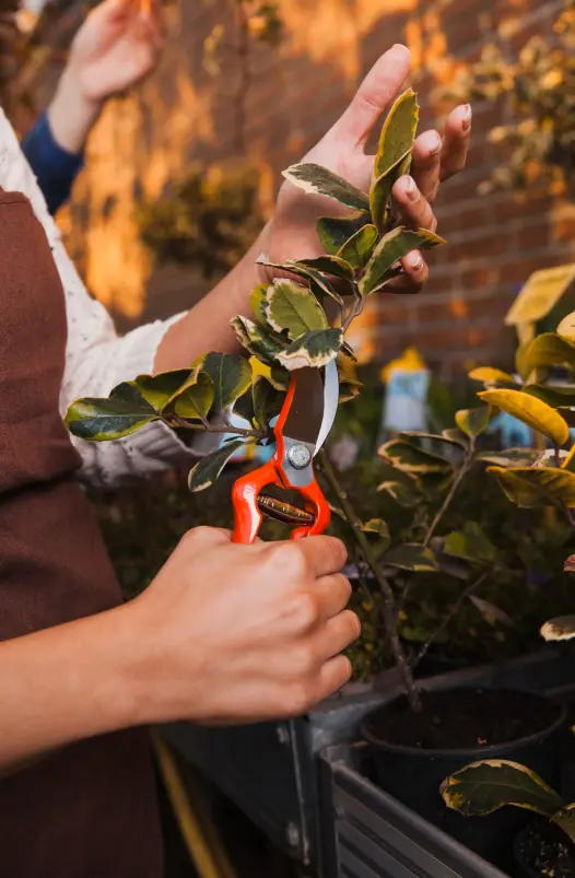 Commercial Seasonal Plant Care Maintenance